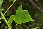 Tall rattlesnakeroot